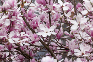 Magnolienblüten