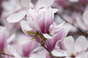 Magnolienblüte