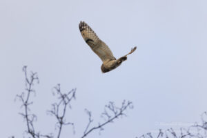 Sumpfohreulen: Sumpfohreule im Flug