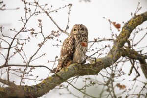 Sumpfohreulen: Sumpfohreule auf einem Obstbaum