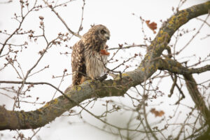 Sumpfohreulen: Sumpfohreule auf einem Obstbaum