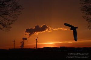 Eulen-Silhouette im Sonnenuntergang (Fotomontage!)