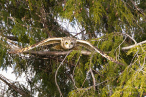 Sumpfohreule beim Abflug