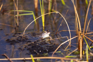 Moorfrosch am Meinweg