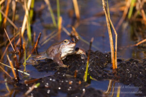 Moorfrosch am Meinweg