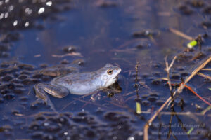 Moorfrosch am Meinweg