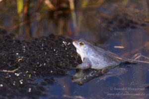 Moorfrosch im Meinweg
