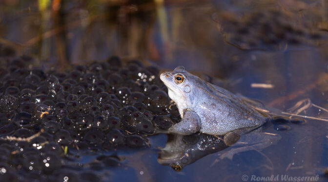 Moorfrosch im Meinweg