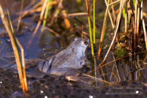 Moorfrosch am Meinweg