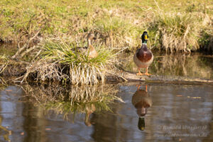 An der Nette