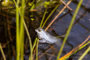 Moorfrosch im NSG Groote Peel
