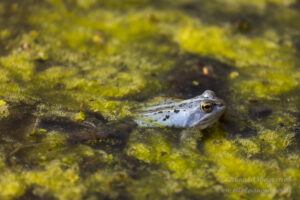 Moorfrosch im NSG Groote Peel