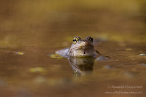 Moorfrosch im NSG Groote Peel