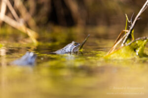Moorfrosch im NSG Groote Peel