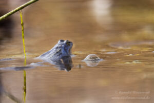 Moorfrosch im NSG Groote Peel