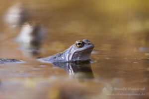 Moorfrosch im NSG Groote Peel