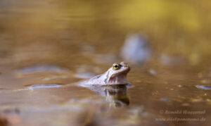 Moorfrosch im NSG Groote Peel
