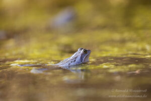 Moorfrosch im NSG Groote Peel