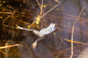 Moorfrosch im NSG Groote Peel