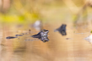 Moorfrosch im NSG Groote Peel