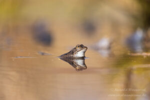 Moorfrosch im NSG Groote Peel