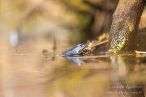 Moorfrosch im NSG Groote Peel