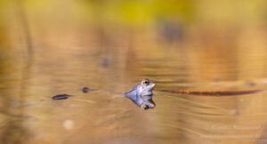 Moorfrosch im NSG Groote Peel