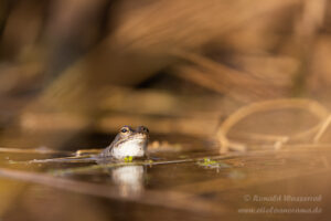 Moorfrosch im NSG Groote Peel