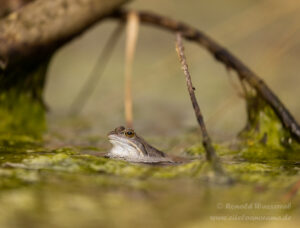 Moorfrosch im NSG Groote Peel