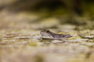 Moorfrosch im NSG Groote Peel