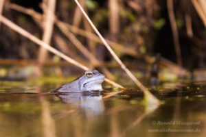 Moorfrosch im NSG Groote Peel