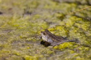 Moorfrosch im NSG Groote Peel