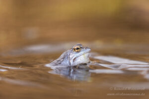 Moorfrosch im NSG Groote Peel