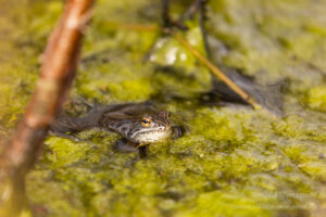 Moorfrosch im NSG Groote Peel
