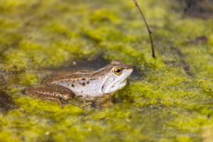 Moorfrosch im NSG Groote Peel