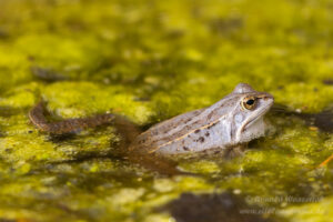 Moorfrosch im NSG Groote Peel