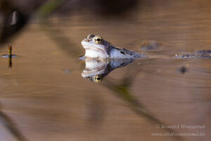 Moorfrosch im NSG Groote Peel