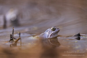 Moorfrosch im NSG Groote Peel