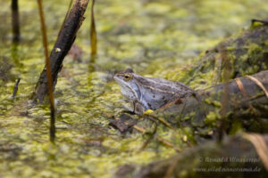 Moorfrosch im NSG Groote Peel