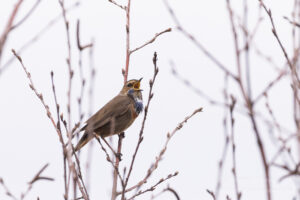 Blaukehlchen im NSG Groote Peel