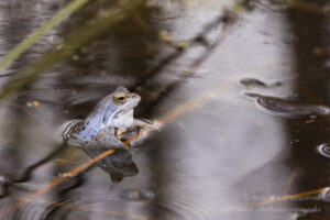 Moorfrosch im NSG Groote Peel