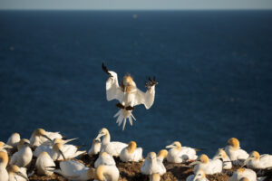 Hochseeinsel Helgoland: So manche Landung verläuft nicht nach Plan,...