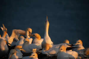 Hochseeinsel Helgoland: Abendstimmung bei den Basstölpeln