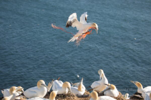 Hochseeinsel Helgoland: Eine tödliche Fracht...