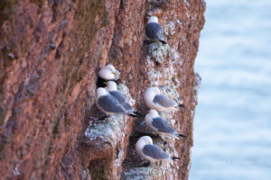 Hochseeinsel Helgoland: Dreizehenmöwen