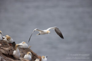 Hochseeinsel Helgoland: Basstölpel