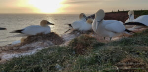 Hochseeinsel Helgoland: Abendstimmung bei den Basstölpeln