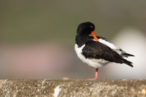 Hochseeinsel Helgoland: Austernfischer