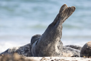 Robbe am Nordstrand der Düneninsel