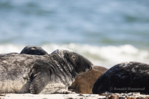 Robben am Nordstrand der Düneninsel